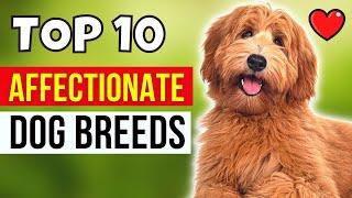 Top 10 Affectionate Dog Breeds in the World | Most Loving Dog Breeds