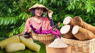 Harvesting CASSAVA, Harvesting BLOOD PLUMS...Goes To The Market Sell | Phương Farm Life