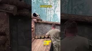 熊猫界最硬核的玩具礼物，那就是熊猫喀秋莎的直升机 #pandafushun #bear #funnypanda #funny #bearpanda #大熊猫 #大熊猫 #animals #panda