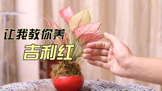 吉利红怎么养？园艺师教你，吉利红的详细养护技巧