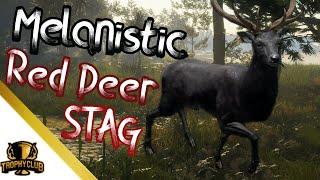 Melanistic Red Deer STAG TheHunter COTW