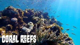 Coral Reef Ecosystems: A General Overview