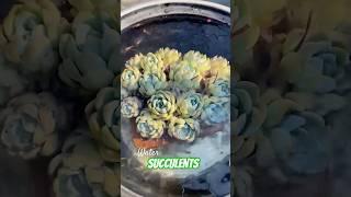 Succulent plants care tips - Water succulents #plants