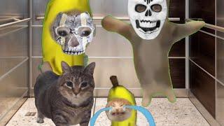 Baby Banana Cat Compilation ️ 2 Minutes #54