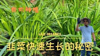 韭菜有机种植快速生长的秘密，收过韭菜花后，韭菜该如何处理才能迅速收割新的一茬 ｜ The secret to grow organic chives rapidly