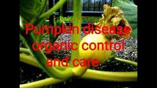 pumpkin plant disease  care and treatment(fruit dropping,pest control,fruit rot,fungal problem)