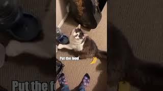 Feed me Cat