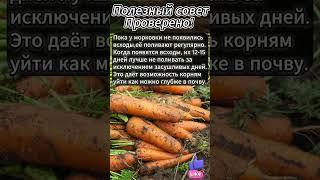  ПОЛИВАЕТЕ морковь НЕПРАВИЛЬНО? Исправляем ошибку!