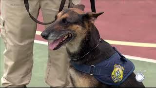 Conheça o treinamento de cães farejadores em um canil da Polícia Rodoviária Federal