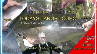 SEASON 1 EP1. GREEN RIVER SALMON FISHING TEST "HOW TO" CATCHING KING, COHO, AND PINK SALMON