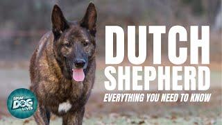 Dutch Shepherd Dog Breed Guide | Dogs 101 - Dutch Shepherd