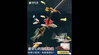 阿姆阿姆～魚魚吃播 | 角落水族－冷凍赤蟲