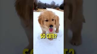 Why Golden Retrievers are so popular