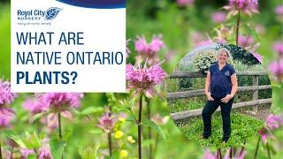 What Are Native Ontario Plants? | Walk Through with Tanya Olsen