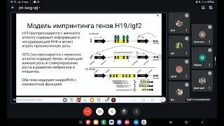 Заседание от 3.04.2024. Болезни геномного импринтинга