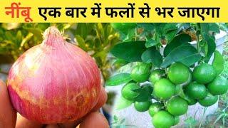 Organic fertilizer for lemon plant | Home garden