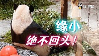 大熊猫乐水先生：绝不回头，就知道你们是来看脱裤熊“缘小”的。《嗨胖哒》青岛动物园看熊猫