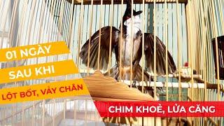 01 NGÀY SAU "LỘT BỐT" CHÀO MÀO - CHIM KHOẺ, LỬA CĂNG CỨNG