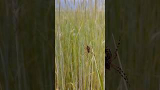 Belarus spider #spider #spiderman #паук #пауки #field #villagelifestyle #belarus #ecology #macro