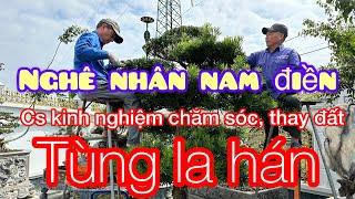 Nghệ nhân Nam điền chia sẻ kinh nghiệm quý làm tùng la hán, cách chăm sóc Tùng la hán