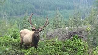 Bull Roosevelt Elk