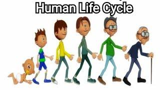 HUMAN LIFE CYCLE