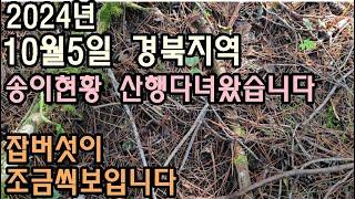 10월5일 송이현황 경북지역 산행다녀왔습니다 잡버섯이 조금씩 올라옵니다