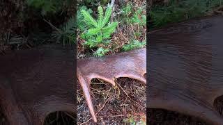 FRESH Maine Moose Antler Find!￼ #deerhunting #inthepursuitofbigbucks #moose #mountains #shedhunting