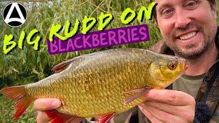 Episode 7. Big Rudd on Blackberries