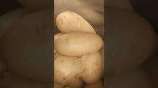 Cyprus potatoes