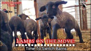 Lambs on the Move! Switching Barns at Ewetopia Farms