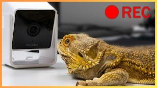 Reviewing this dumb reptile security camera (PetCube)