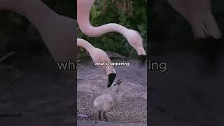 Is That Flamingo Biting Its Wife? Flamingo Parenting!