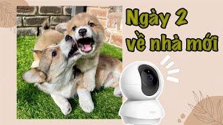 NGÀY 2 BÉ CORGI VỀ NHÀ MỚI |  LÀM CỎ GIẢ CHO VƯỜN | CAMERA THÚ CƯNG (VLOG 136)