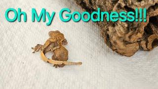 A proper introduction to our sweet 2 headed, 6-legged baby Crested gecko!