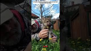 adopt an abandoned wolf cub, and then #wolf #animals #shorts