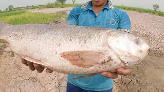 Dry Season Finding And Catching Giant Fish In Dry Land, Fishing In 2021