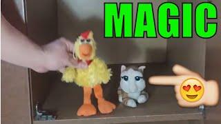 Magic tricks cat and parrot funny animals