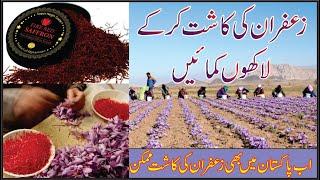 "A Complete Guide on Cultivating Saffron in Pakistan and Making Millions of Dollars"