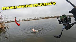 Łowienie jeziorowych szczupaków na spinning z brzegu !