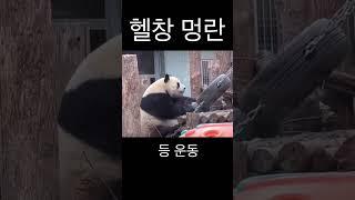 뇌절편집 운동하는 판다 멍란의 루틴. #panda #판다 #다판다 #멍란 #shorts