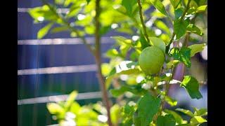 The MOST Effective Way to Prune a Citrus Tree (Lemons, Limes, Oranges, & Grapefruit)