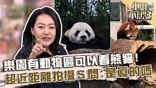 樂園有動物區可以看熊貓！超近距離拍攝小Ｓ問：這隻是真的嗎？【#小姐不熙娣】20240905 EP640 Part2 小優 芳瑜