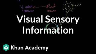 Visual sensory information | Processing the Environment | MCAT | Khan Academy