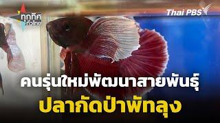 คนรุ่นใหม่พัฒนาสายพันธุ์ปลากัดป่าพัทลุง | ทุกทิศทั่วไทย | 18 ต.ค. 67