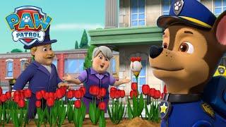 Poszukiwanie rzadkiego kurzego tulipana i nie tylko! - Psi Patrol PAW Patrol po polsku