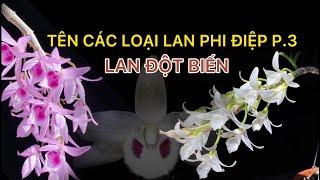 Tên Các Loại Lan Phi Điệp Rừng Việt Nam LAN ĐỘT BIẾN VAR