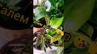 ЭРСАГТЫҢ ДАМЛАСЫ СУПЕР ГОЙ