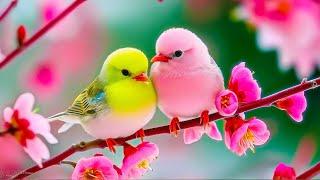 Birds Singing 4K ~ 24/7 Soothing Bird Sounds to Heal the Heart, Refresh the Soul, and Improve Memory