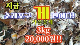 소래포구 "게"판이다. 가을 꽃게 3kg 20,000원(Sorae Port  "live Crabs" Only 20,000Won per 3kg in the  fall season.